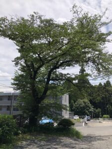 駐車場の大きな木